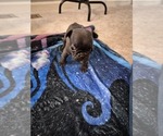 Frenchie - Male French Bulldog Puppy for Sale - Photo #3