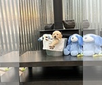 Small Photo #29 Golden Retriever Puppy For Sale in BIG CABIN, OK, USA