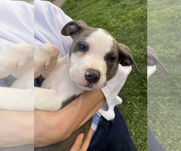 Medium Photo #2 American Pit Bull Terrier-Unknown Mix Puppy For Sale in Derwood, MD, USA