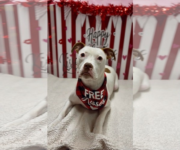 Medium Photo #2 American Pit Bull Terrier-Unknown Mix Puppy For Sale in Germantown, OH, USA