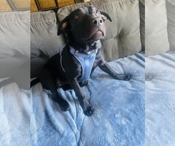 Medium Photo #11 Labrador Retriever-Unknown Mix Puppy For Sale in Princeton, MN, USA