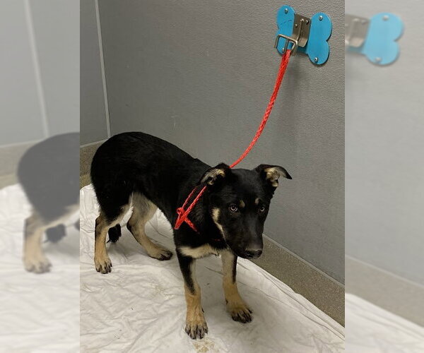 Medium Photo #1 German Shepherd Dog-Unknown Mix Puppy For Sale in Las Vegas, NV, USA
