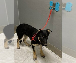 German Shepherd Dog-Unknown Mix Dogs for adoption in Las Vegas, NV, USA