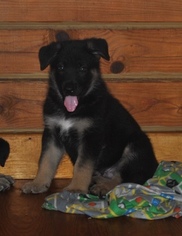 German Shepherd Dog Puppy for sale in COTTAGEVILLE, SC, USA