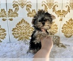Small Photo #27 Yorkshire Terrier Puppy For Sale in HAYWARD, CA, USA