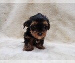 Small Photo #3 Yorkshire Terrier Puppy For Sale in MANES, MO, USA