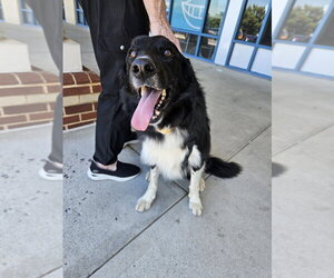 Lucky - Male Border Collie-Unknown Mix Dog for Adoption - Photo #6