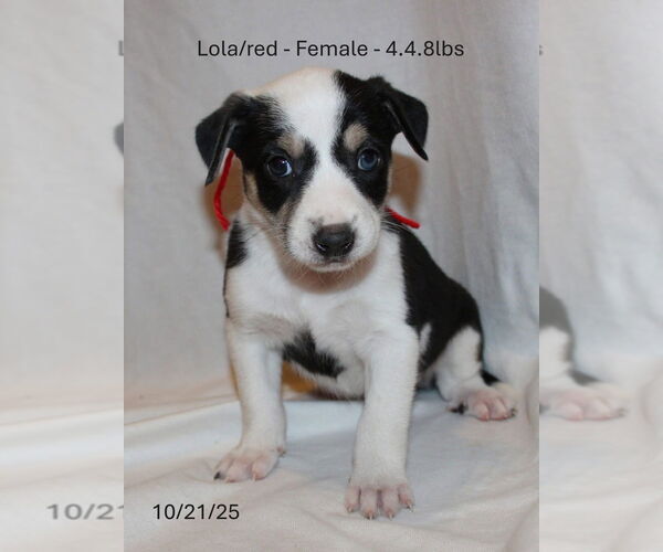 Medium Photo #1 Border Collie-Siberian Husky Mix Puppy For Sale in Aurora, IN, USA