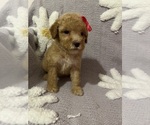Small Photo #7 Poodle (Toy) Puppy For Sale in SYLMAR, CA, USA