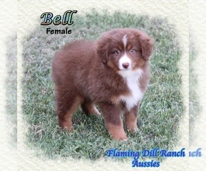 Miniature Australian Shepherd Puppy for sale in FORESTBURG, TX, USA
