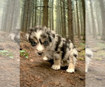 Small Photo #10 Australian Shepherd Puppy For Sale in WILLIAMS, AZ, USA