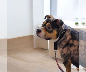 Medium Bulldog