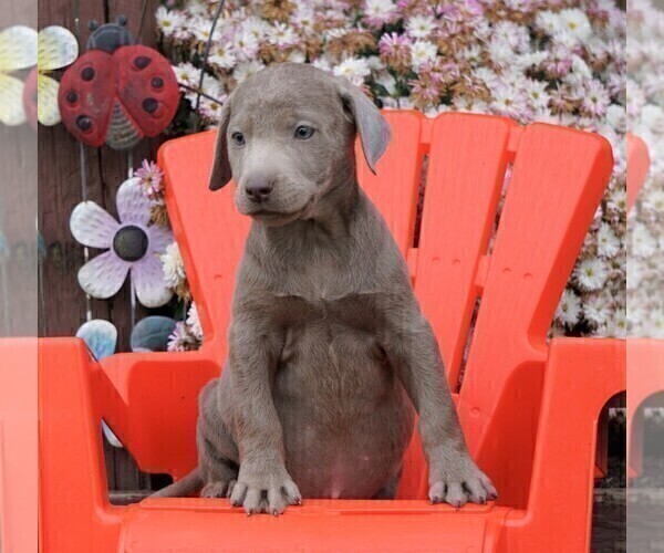Medium Photo #4 Labrador Retriever Puppy For Sale in FREDERICKSBG, OH, USA
