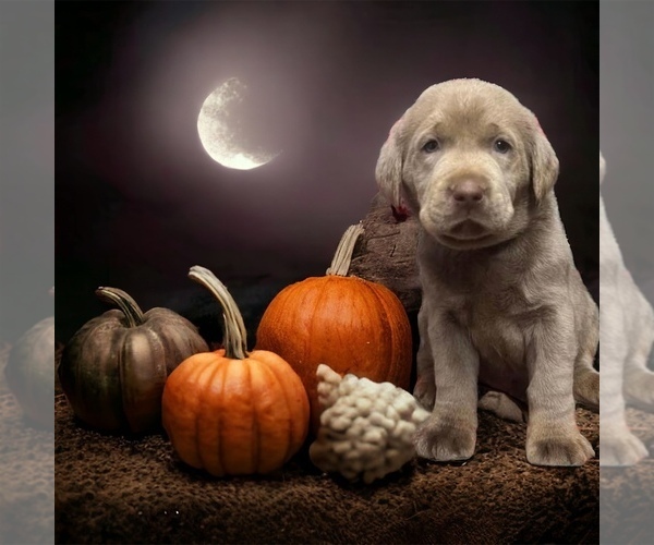 Medium Photo #2 Labrador Retriever Puppy For Sale in NEOLA, WV, USA