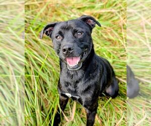 Labrador Retriever-Unknown Mix Dogs for adoption in Rootstown, OH, USA