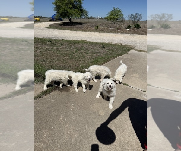 Medium Photo #2 Great Pyrenees Puppy For Sale in CREEDMOOR, TX, USA