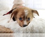 Small Photo #5 Aussie-Corgi Puppy For Sale in STAFFORD, VA, USA