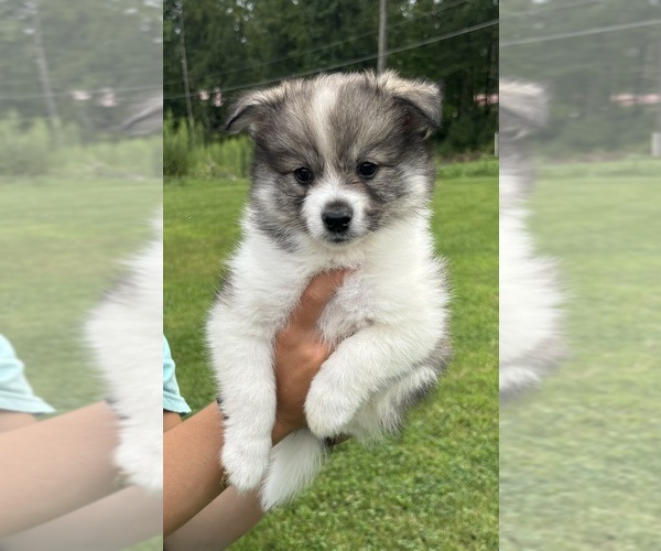 Medium Photo #1 Pomsky Puppy For Sale in NEW COLUMBIA, PA, USA