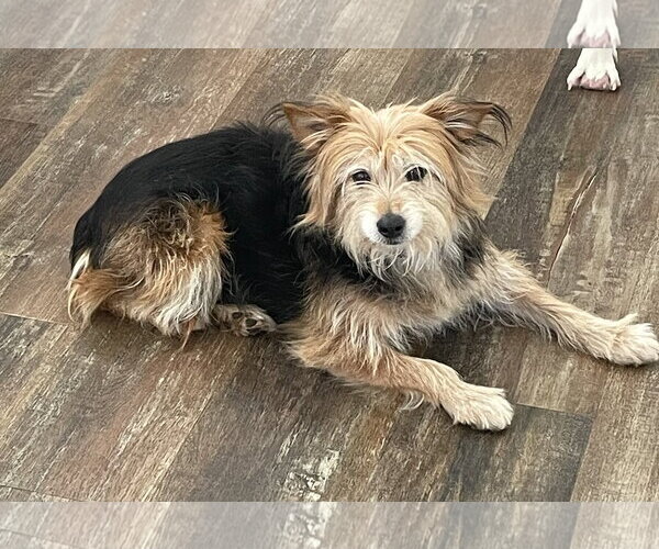 Medium Photo #2 Mutt Puppy For Sale in Doylestown, PA, USA