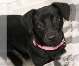 Dachsador Dogs for adoption in Washington, DC, USA