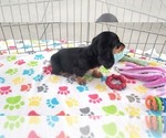 Small #8 Dachshund