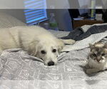 Small #6 Great Pyrenees