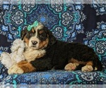 Small Photo #4 Bernese Mountain Dog Puppy For Sale in NEW HOLLAND, PA, USA