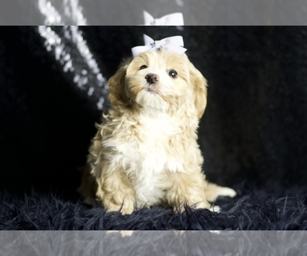 Medium Photo #100 Maltipoo Puppy For Sale in WARSAW, IN, USA