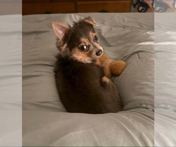 Medium Photo #3 Chihuahua-Unknown Mix Puppy For Sale in Greenville, SC, USA