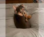 Small #2 Chihuahua Mix