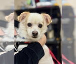 Small #23 Chihuahua Mix