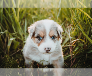 Australian Shepherd Puppy for sale in NEW MADISON, OH, USA