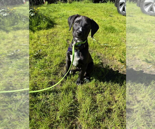 Medium Photo #5 American Pit Bull Terrier-Labrador Retriever Mix Puppy For Sale in Berkeley, CA, USA