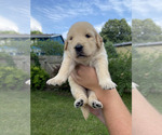 Puppy PINK Golden Retriever