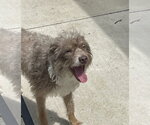 Small #1 Mutt