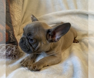 French Bulldog Puppy for sale in JOHNS ISLAND, SC, USA