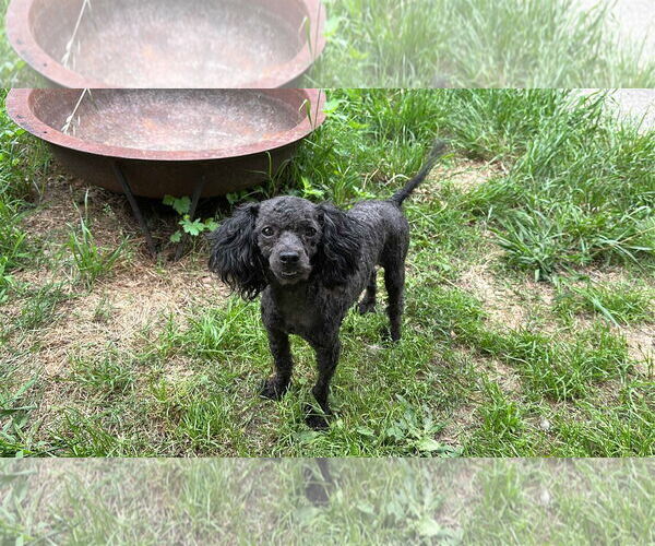 Medium Photo #1 Poodle (Miniature) Puppy For Sale in Holly Springs, NC, USA