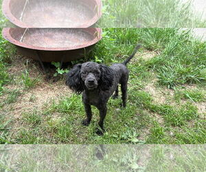 Poodle (Miniature) Dogs for adoption in Holly Springs, NC, USA