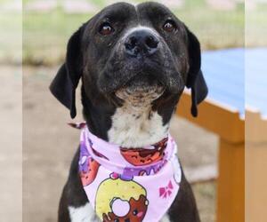 Daniff Dogs for adoption in San Antonio, TX, USA