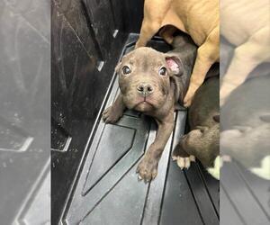 American Bulldog-Unknown Mix Dogs for adoption in Louisville, KY, USA