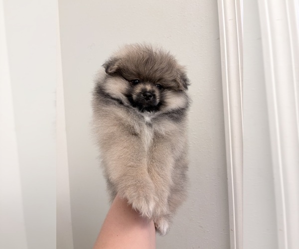 Medium Photo #4 Pomeranian Puppy For Sale in BRANSON, MO, USA