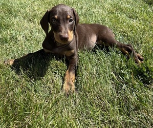 Doberman Pinscher Puppy for sale in EVANS, CO, USA