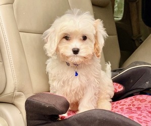 Cavapoo Puppy for sale in CAMPBELLSVILLE, KY, USA