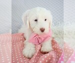 Small Photo #5 Poodle (Miniature)-Sheepadoodle Mix Puppy For Sale in SHIPSHEWANA, IN, USA