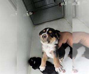 German Shepherd Dog-Unknown Mix Dogs for adoption in Houston, TX, USA