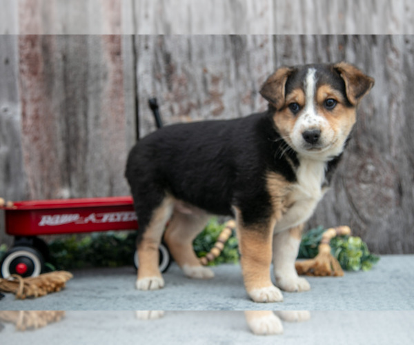 Medium Photo #4 Australian Cattle Dog-Miniature Australian Shepherd Mix Puppy For Sale in SULLIVAN, OH, USA