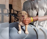 Small Photo #4 American Pit Bull Terrier Puppy For Sale in BALTIMORE, MD, USA