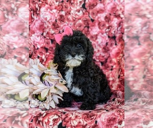 Cavapoo Puppy for sale in NEW HOLLAND, PA, USA