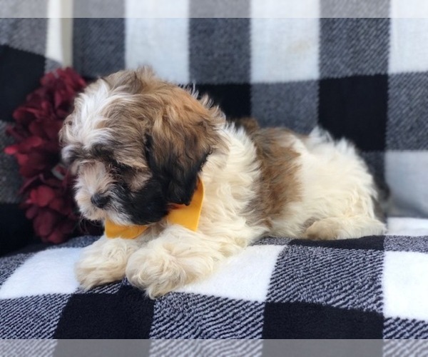 Medium Photo #7 Zuchon Puppy For Sale in LAKELAND, FL, USA