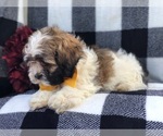 Small Photo #7 Zuchon Puppy For Sale in LAKELAND, FL, USA